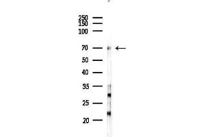 anti-Leucine Rich Repeat Containing 50 (LRRC50) antibody
