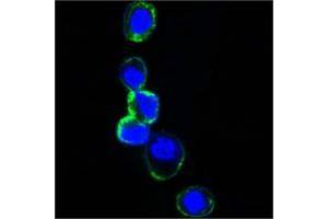 Confocal immunofluorescence analysis of HEK293 cells trasfected with extracellular ERBB3 (aa22-369)-hIgGFc using ERBB3 mouse mAb (green). (ERBB3 antibody  (AA 22-369))