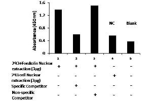 Transcription factor activity assay of pCREB from nuclear extracts of HEK293 cells or 293 cells treated with Forskolin (10μM) for 4 hr with the specific competitor or non-specific competitor. (CREB1 ELISA Kit)