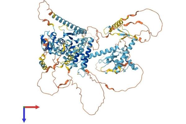 CTF18 Protein (AA 1-975) (His tag)