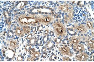 Human kidney (C-Type Lectin Domain Family 4, Member M (CLEC4M) (N-Term) antibody)