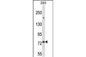 Western blot analysis in 293 cell line lysates (35ug/lane). (MED16 antibody  (AA 253-281))