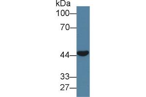 Western blot analysis of Pig Skeletal muscle lysate, using Human CLEC11A Antibody (1 µg/ml) and HRP-conjugated Goat Anti-Rabbit antibody (