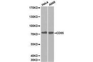 Western Blotting (WB) image for anti-Complement Decay-Accelerating Factor (CD55) antibody (ABIN1871642) (CD55 antibody)