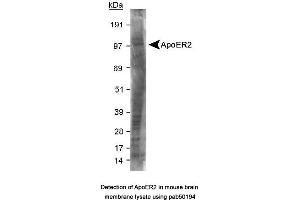 Image no. 1 for anti-Low Density Lipoprotein Receptor-Related Protein 8, Apolipoprotein E Receptor (LRP8) (C-Term) antibody (ABIN363503)