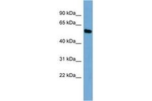 Image no. 1 for anti-Zinc Finger and SCAN Domain Containing 12 (ZSCAN12) (AA 201-250) antibody (ABIN6745590) (ZSCAN12 antibody  (AA 201-250))