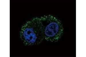 Confocal immunofluorescent analysis of ITA6 antibody with HepG2 cells followed by Alexa Fluor 488-conjugated goat anti-mouse lgG (green). (ITGA6 antibody)