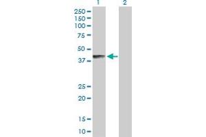 Western Blot analysis of B4GALNT1 expression in transfected 293T cell line by B4GALNT1 MaxPab polyclonal antibody. (B4GALNT1 antibody  (AA 1-328))