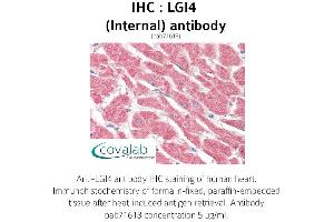 Image no. 2 for anti-Leucine-Rich Repeat LGI Family, Member 4 (LGI4) (Internal Region) antibody (ABIN1736431) (LGI4 antibody  (Internal Region))