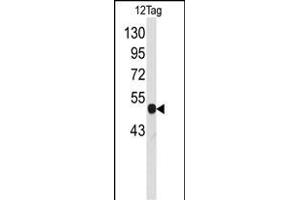 Western blot analysis of anti-Tag-VSV-G Pab (ABIN387852 and ABIN2843195) in 12tag cell line lysates (35 μg/lane). (VSV-g Tag antibody)