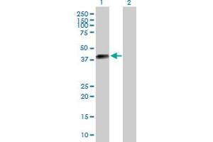 Western Blot analysis of DLK2 expression in transfected 293T cell line by DLK2 MaxPab polyclonal antibody. (DLK2 antibody  (AA 1-383))