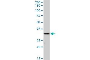 SULT1A3 MaxPab polyclonal antibody. (SULT1A3 antibody  (AA 1-295))
