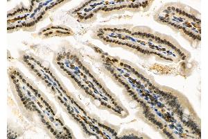 ABIN6264528 and ABIN6266732 at 1/100 staining Mouse colorectal tissue by IHC-P. (PTTG1 antibody  (Internal Region))