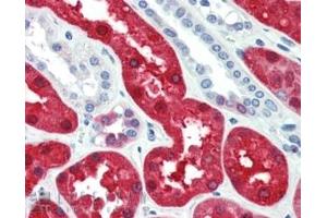 ABIN334358 (5µg/ml) staining of paraffin embedded Human Kidney. (BHMT antibody  (C-Term))