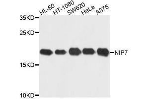 Western blot analysis of extracts of various cell lines, using NIP7 antibody. (NIP7 antibody  (AA 1-180))