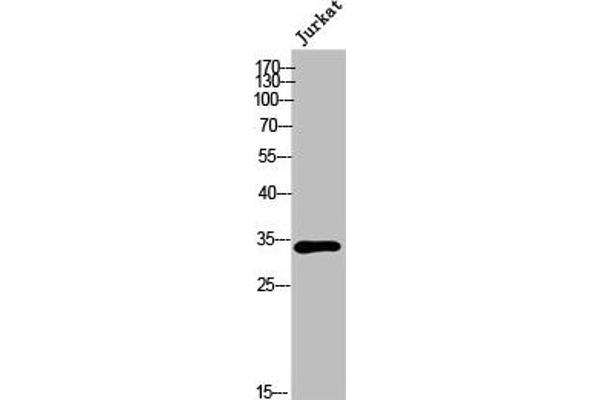 OR6P1 antibody  (Internal Region)