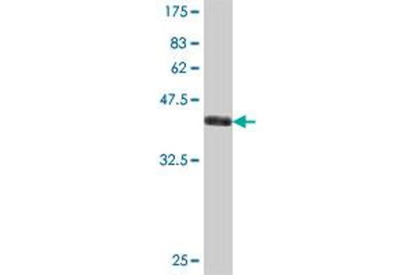 MRPL49 antibody  (AA 67-166)