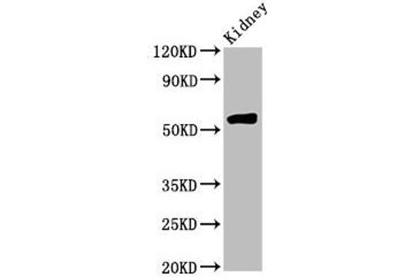 HMGCS2 anticorps  (AA 426-508)