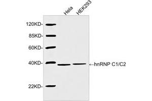 Western blot analysis of cell lysates using 2 µg/mL Rabbit Anti-hnRNP C1/C2 Polyclonal Antibody (ABIN398984) The signal was developed with IRDyeTM 800 Conjugated Goat Anti-Rabbit IgG. (HNRNPC antibody  (AA 150-200))