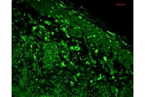 Immunohistochemistry analysis using Mouse Anti-HO-1 Monoclonal Antibody, Clone 1F12-A6 (ABIN361696 and ABIN361697). (HMOX1 antibody  (AA 1-30))