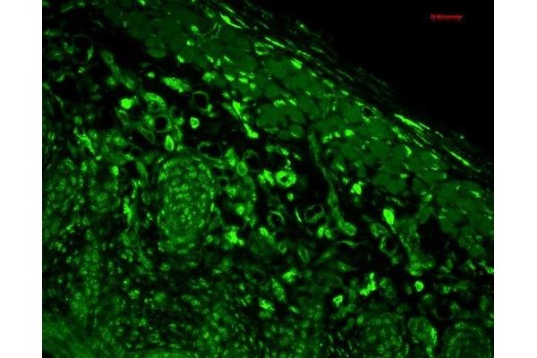 HMOX1 antibody  (AA 1-30)