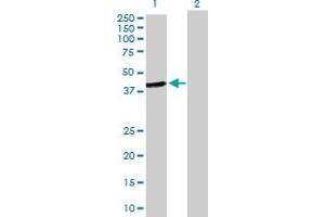 Western Blot analysis of HOMER2 expression in transfected 293T cell line by HOMER2 MaxPab polyclonal antibody.