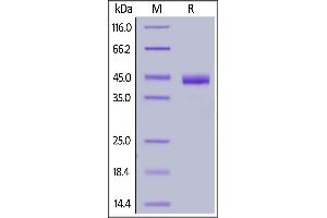 Biotinylated Human Nectin-4, His,Avitag on  under reducing (R) condition. (PVRL4 Protein (AA 32-349) (His tag,AVI tag,Biotin))