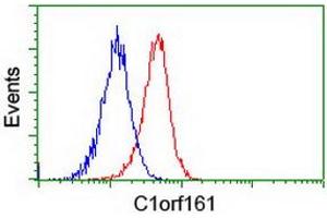 Image no. 2 for anti-Mab-21-Like 3 (MAB21L3) antibody (ABIN1497030) (MAB21L3 antibody)