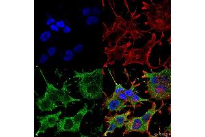 Immunocytochemistry/Immunofluorescence analysis using Mouse Anti-SNAT1 Monoclonal Antibody, Clone S104-32 . (SLC38A1 antibody  (AA 1-63) (PerCP))