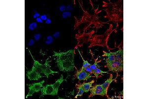 Immunocytochemistry/Immunofluorescence analysis using Mouse Anti-SNAT1 Monoclonal Antibody, Clone S104-32 .