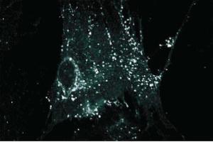 Immunofluorescence staining on WI38 cells (human lung). (Connexin 43/GJA1 antibody  (AA 252-270))