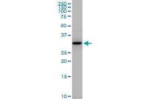 PLSCR1 polyclonal antibody (A01), Lot # 060814QCS1. (PLSCR1 antibody  (AA 1-318))