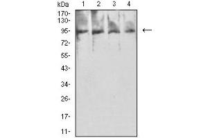 Western blot analysis using PSMA mouse mAb against Hela (1), MCF-7 (2), HCT116 (3), and GC-7901 (4) cell lysate. (PSMA antibody  (AA 44-177))