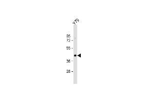 Anti-GNAT2 Antibody (Center) at 1:1000 dilution + Y79 whole cell lysate Lysates/proteins at 20 μg per lane. (GNAT2 antibody  (AA 140-169))