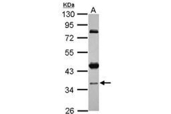 CCDC94 antibody  (AA 103-323)