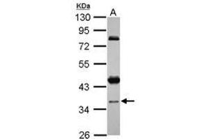 Image no. 1 for anti-Coiled-Coil Domain Containing 94 (CCDC94) (AA 103-323) antibody (ABIN1497125) (CCDC94 antibody  (AA 103-323))