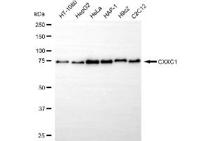 Western blotting analysis using CXXC1 antibody (ABIN7798184). (Recombinant CXXC1 antibody)