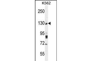 TTBK2 Antibody (N-term) (ABIN656096 and ABIN2845439) western blot analysis in K562 cell line lysates (35 μg/lane). (TTBK2 antibody  (N-Term))