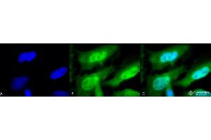 Immunocytochemistry/Immunofluorescence analysis using Rat Anti-HSF1 Monoclonal Antibody, Clone 10H8 . (HSF1 antibody  (AA 378-395) (HRP))