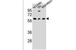 CLEC17A Antibody (C-term) (ABIN1536790 and ABIN2849828) western blot analysis in NCI-,293,MDA-M cell line lysates (35 μg/lane). (CLEC17A antibody  (C-Term))