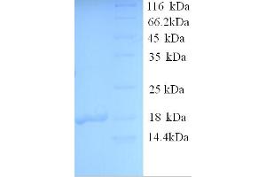 SDS-PAGE (SDS) image for Morf4 Family Associated Protein 1-Like 1 (MRFAP1L1) (AA 1-127), (full length) protein (His tag) (ABIN5713668)
