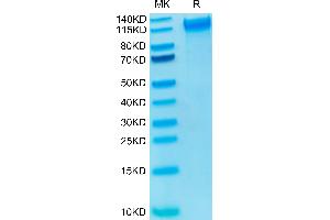 P-Selectin Protein (His-Avi Tag,Biotin)