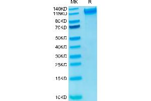 Biotinylated Human P-Selectin on Tris-Bis PAGE under reduced condition.