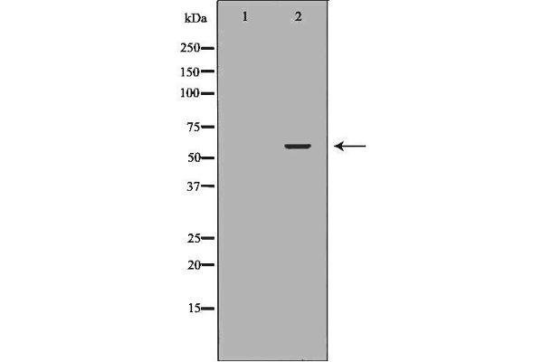 SLC22A8 antibody  (N-Term)