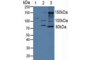 Figure. (ITGA2 antibody  (AA 678-894))