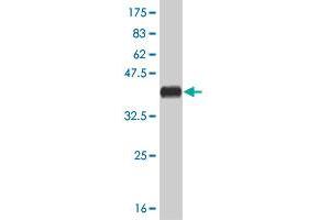 Western Blot detection against Immunogen (36. (EGF antibody  (AA 926-1025))