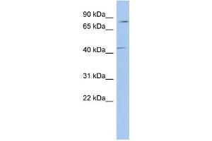 WB Suggested Anti-P2RX7 Antibody Titration: 0. (P2RX7 antibody  (Middle Region))