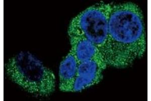Confocal immunofluorescent analysis of DBH antibody with HepG2 cells followed by Alexa Fluor 488-conjugated goat anti-rabbit lgG (green). (DBH antibody  (AA 27-56))