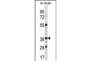 Western blot analysis in mouse liver tissue lysates (35ug/lane). (GYPE antibody  (C-Term))