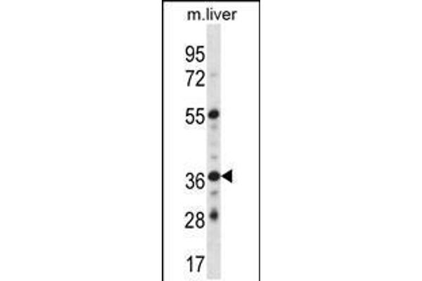 GYPE antibody  (C-Term)